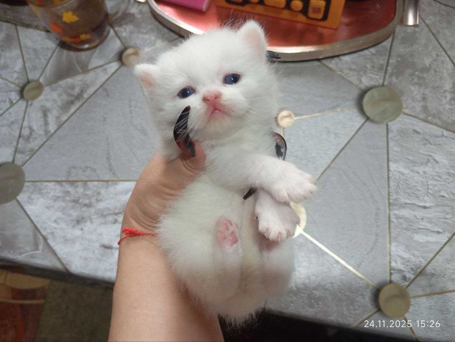 Шотландские вислоухие котята