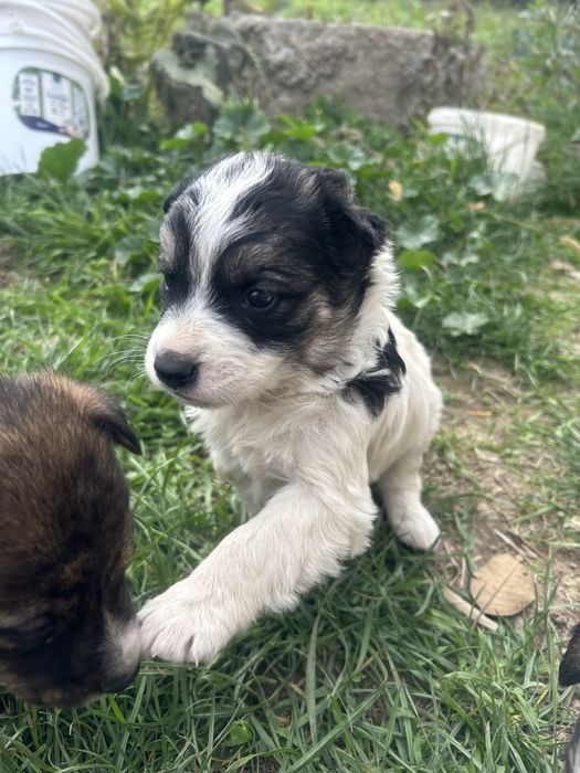 Căutăm familii iubitoare pentru niște suflete mici