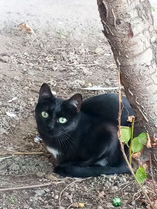 Срочно! отдаём котят