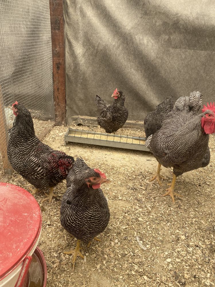 Oua de incubat  ARAUCANA