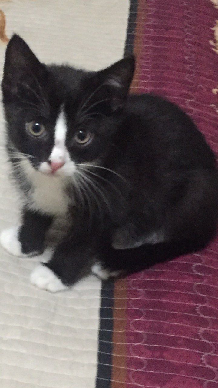 Котят отдам даром