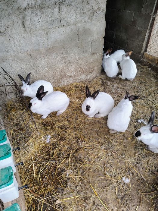 Uriaș de Transilvania, Hycole francez și Rex pitic