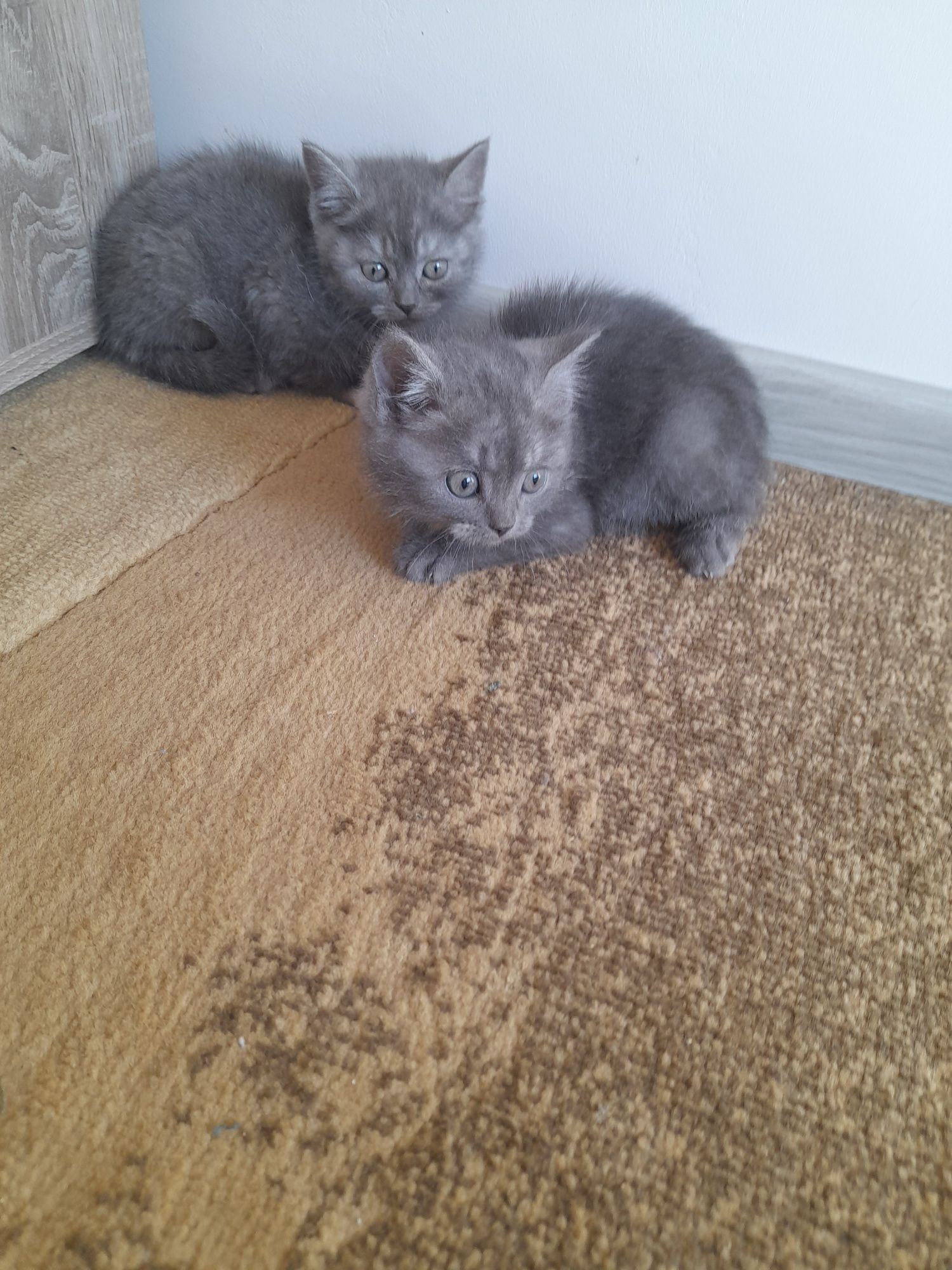 Британски котенца