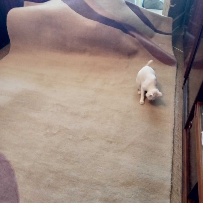 Vand covor persan lana pura, 200x300 x3,5 cm