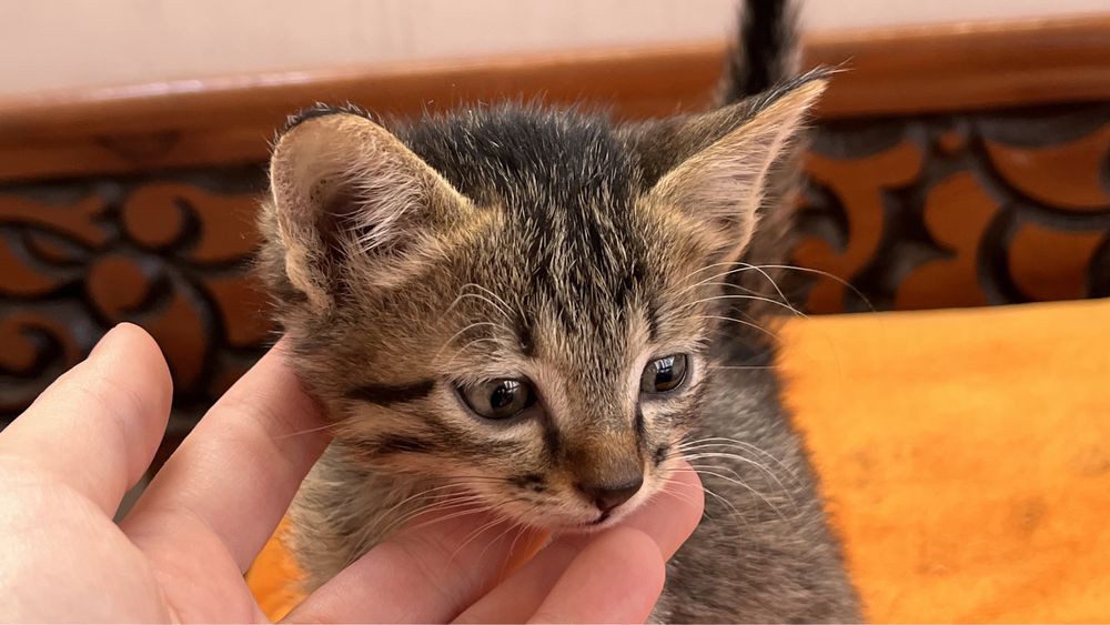 Отдам котенка в хорошие руки