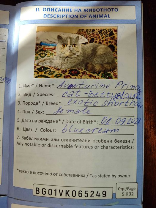 Женски екзотични персийски котки на 4 години,2 години и на 3 месеца.