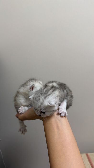 Котята британские