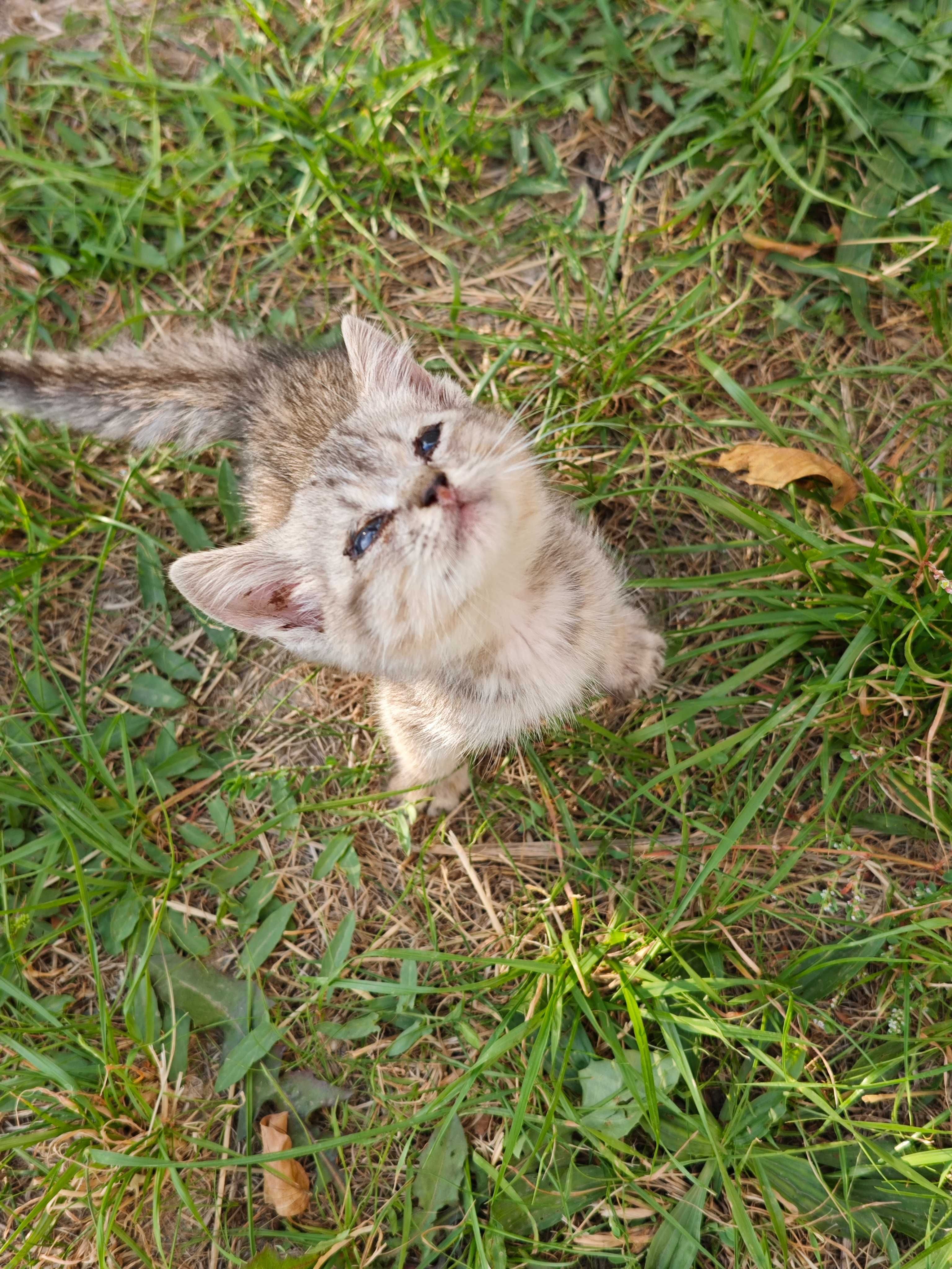 Отдам кошку и 3 котят в добрые руки