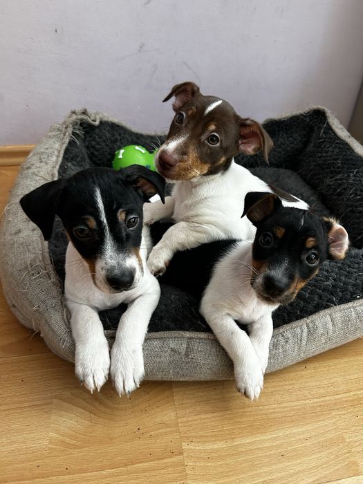 Джак Ръсел бебе