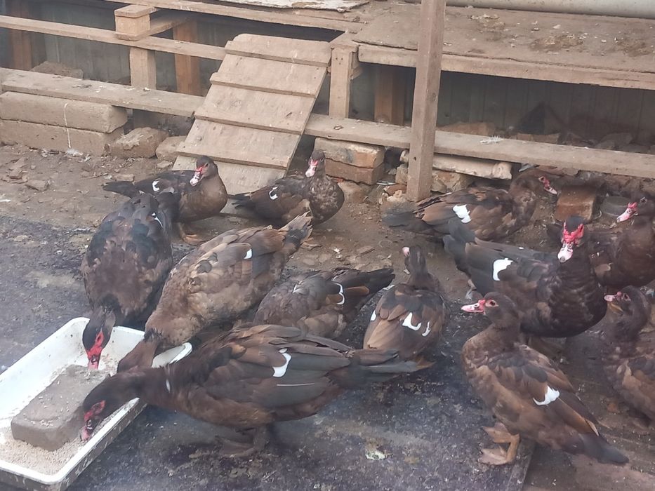 Rațe leșești Ciocolatii pentru reproducere