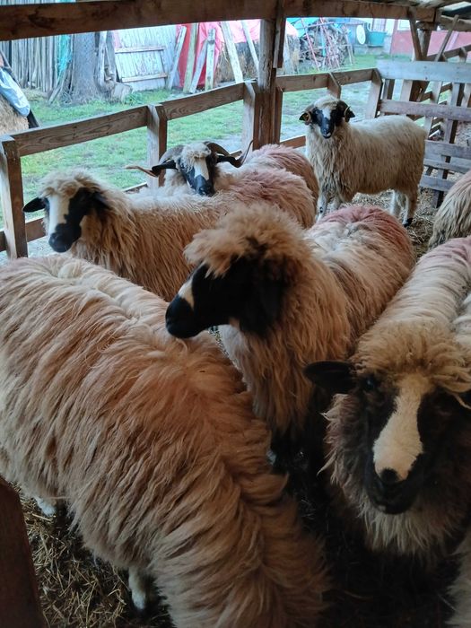 Vand 9 oi breze tinere