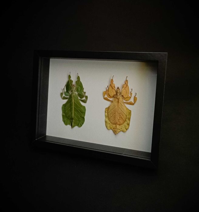 Препарирани насекоми-Богомолка, Пръчица, Цикада, Водни кончета и други