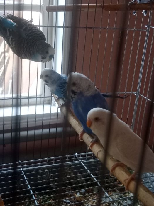 Волнистые попугайчики