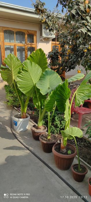 Arma gullar sotiladi arzon narxlada