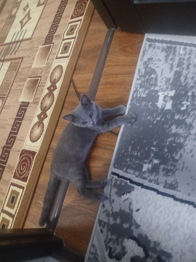 Oʻynoqi mushukcha sotiladi fold zotli