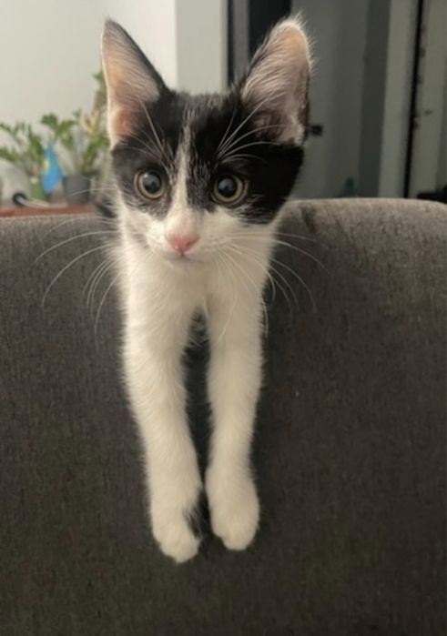 котенок бесплатно
