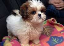 Bichon havanez  fetiță