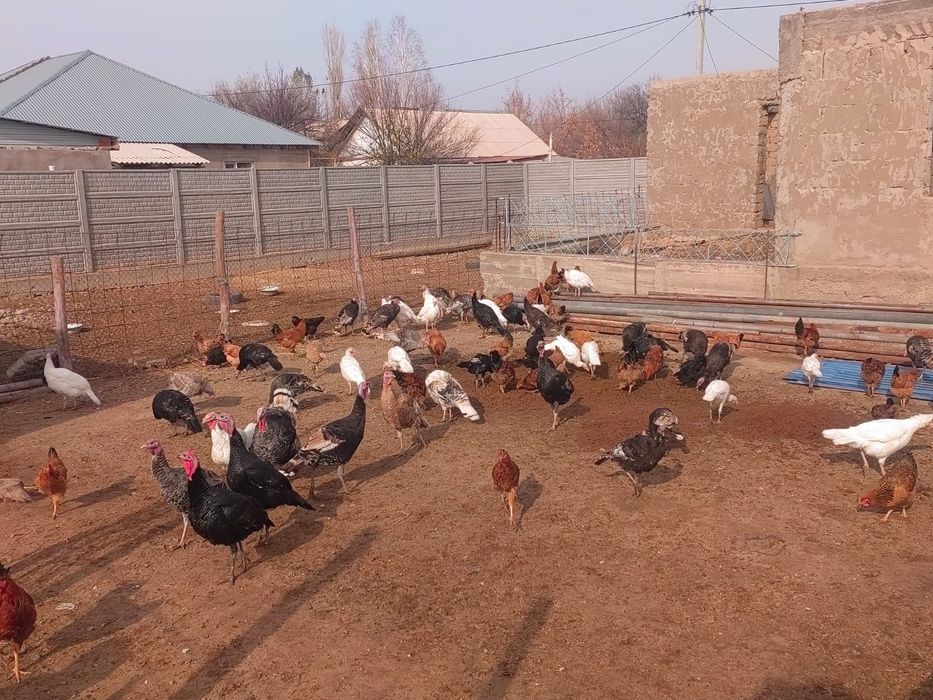 Продам индюков разных возраста.