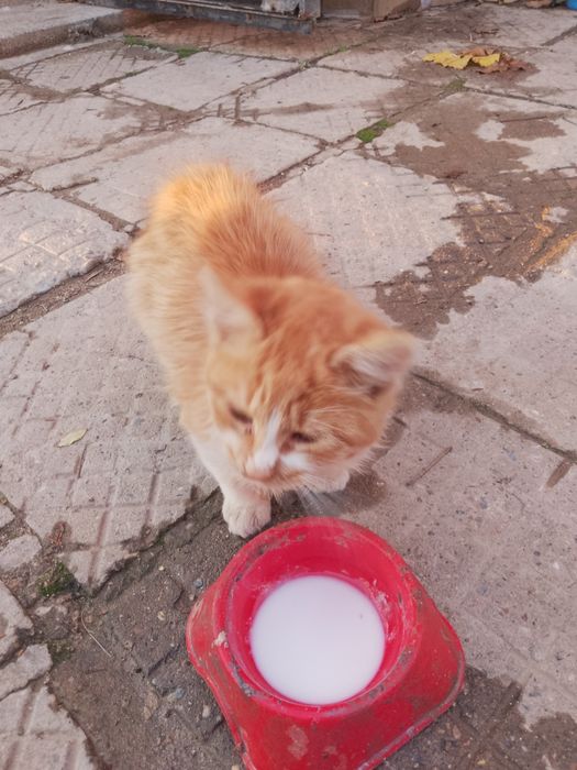 Подарявам котета