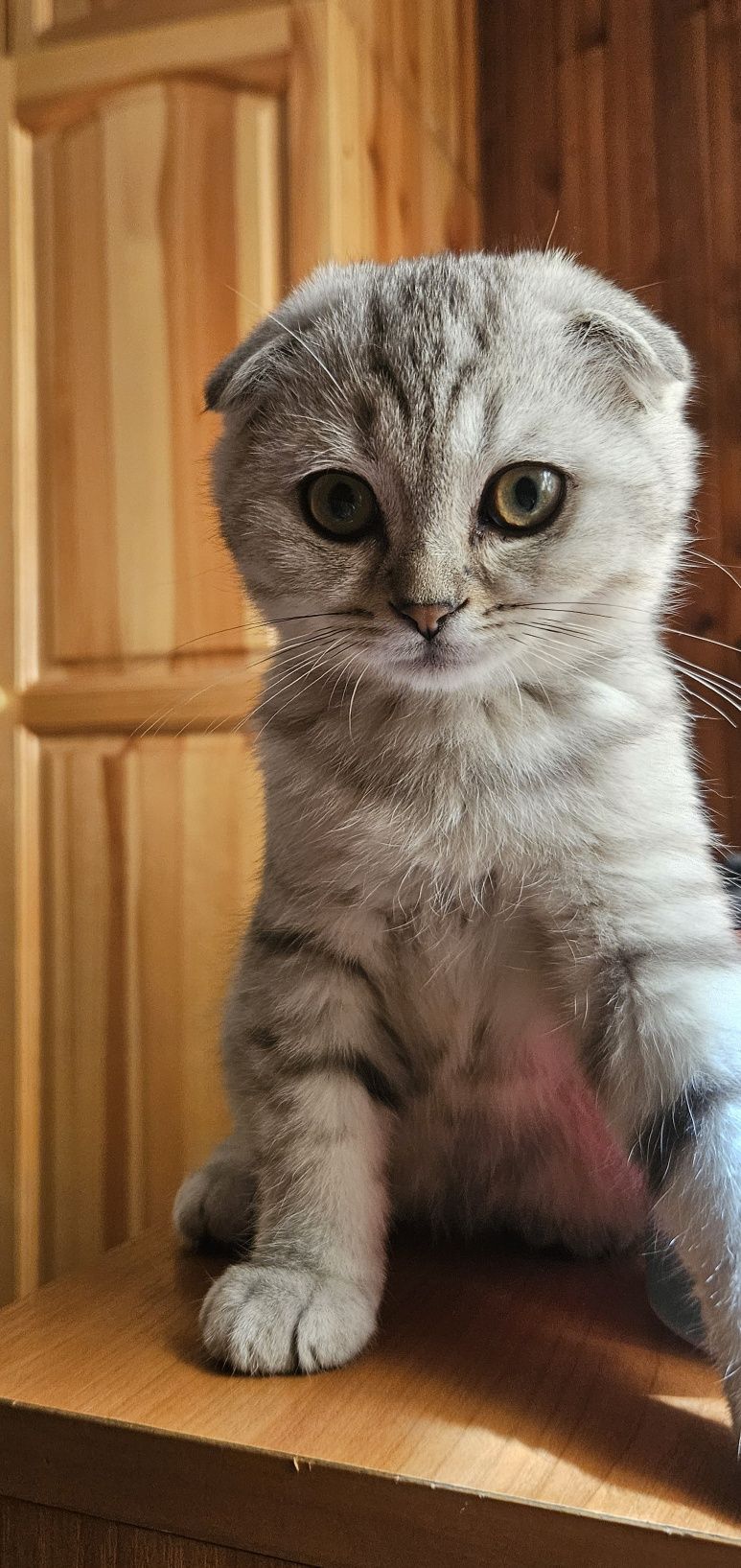 шотландско клепоухо
