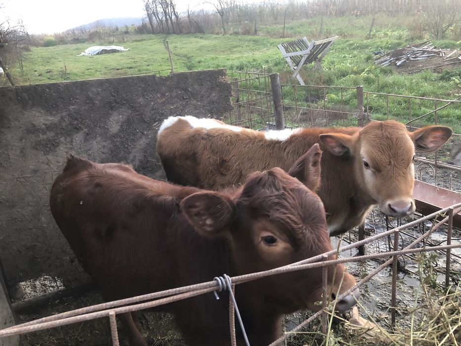 Vand un tauras si o vitea