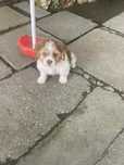 Catelus spre adoptie