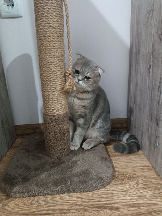 Вязка Скоттиш Фолд.Vyazkaga kutamiz