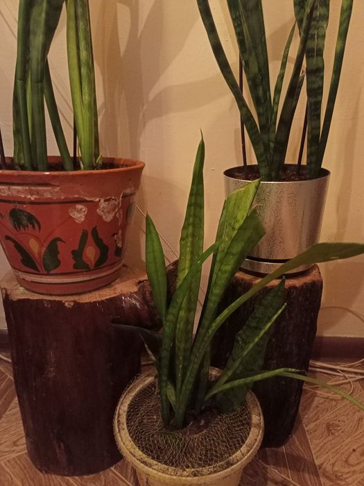 Продам сансевиерию