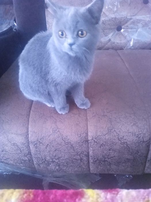 Продается кошка