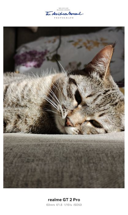 Отдам в добрые руки кошку