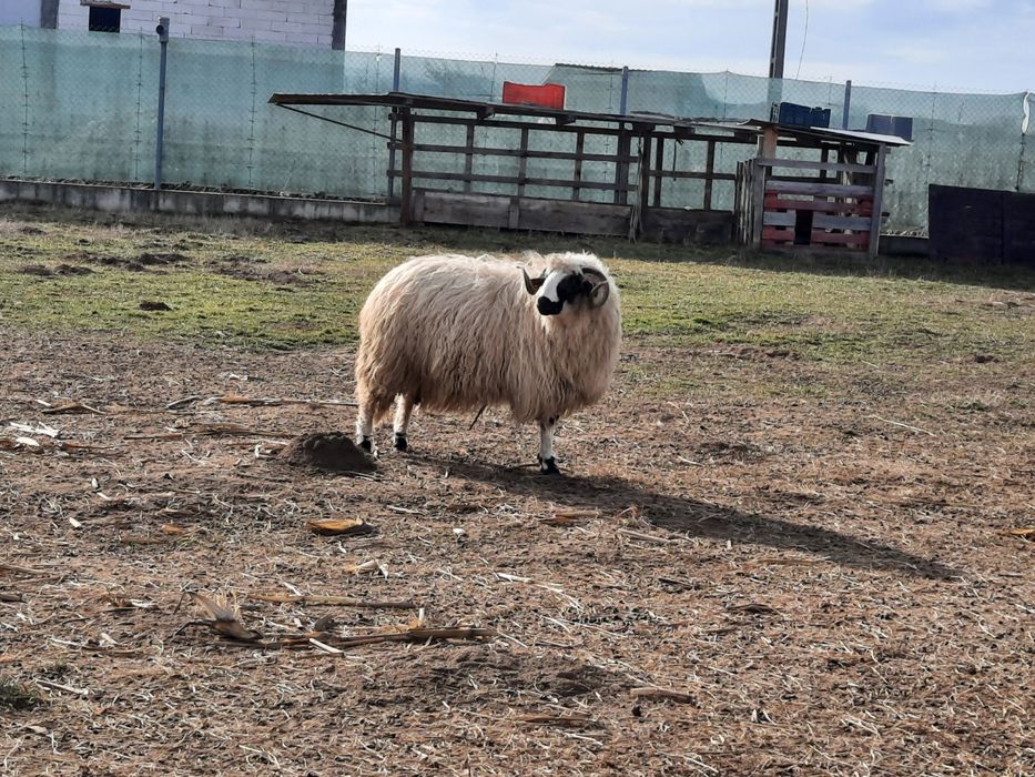 Vând 3 berbeci vârsta 1 an