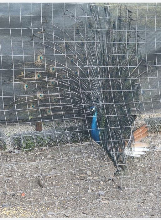 Păuni albi și colorați