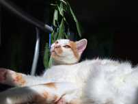 Котка търси любящи стопани