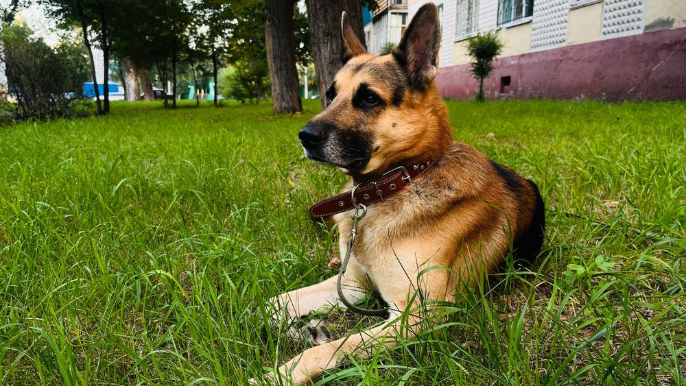 Овчарка в добрые руки.