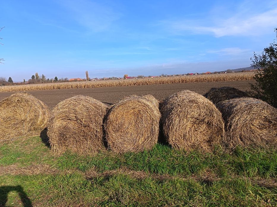 Baloți de paie de vânzare.