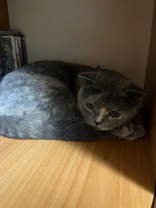 Найдена кошка! Ищем хозяина!