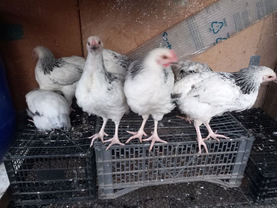 Gaini sussex foarte frumose