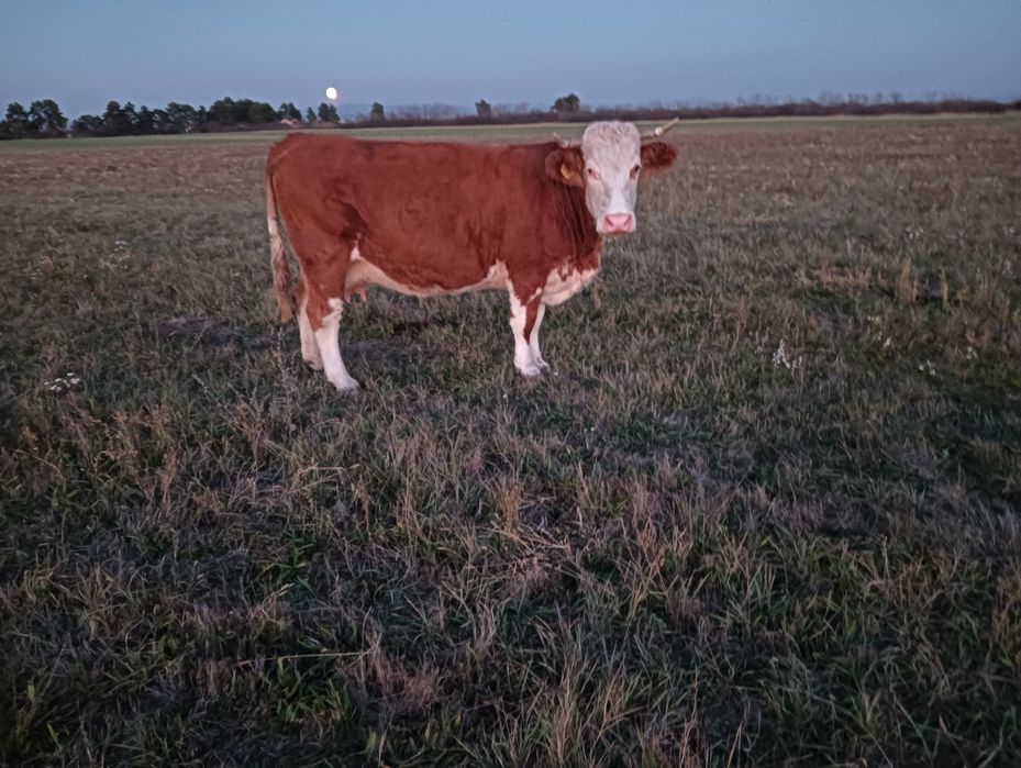 Vând vaca gestanta montantă artificial cu Belgian buna de lapte