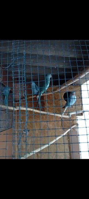 Micul Alexandru  oferta de  sărbători