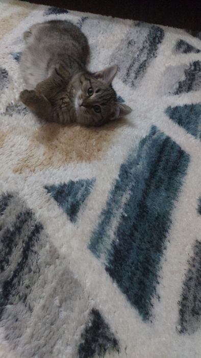 Отдам даром в хорошие руки