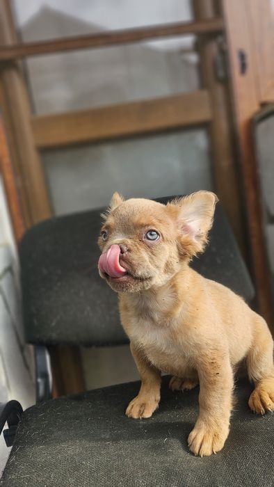 Солид Изабела Флъфи Френски Булдог