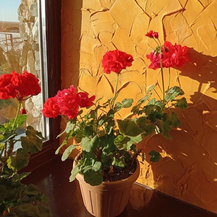 , герань цветут во всю, рео, Ден дерево , неприхотливы  для подарка