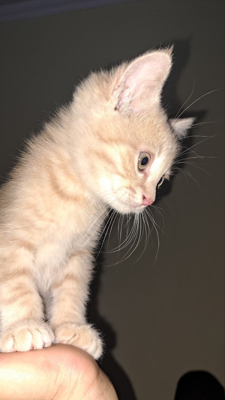 Scottish Straight sariq rangdagisi va Scottish Fold seriey rangdagisi