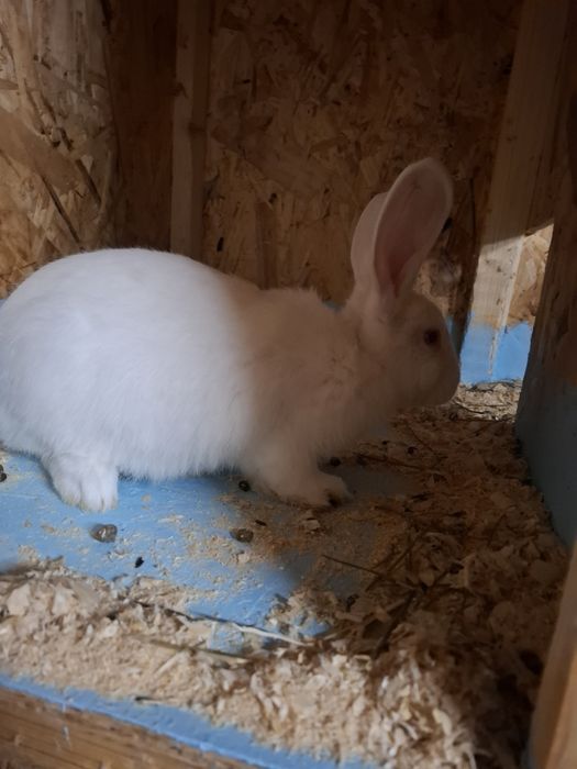 Vand 2 femele  de 2 luni   urias german alb