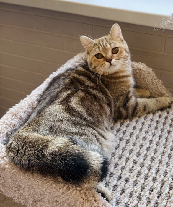 Британка в добрые руки