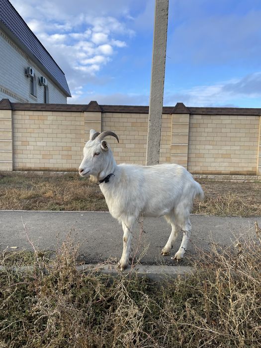 Коза молочная порода