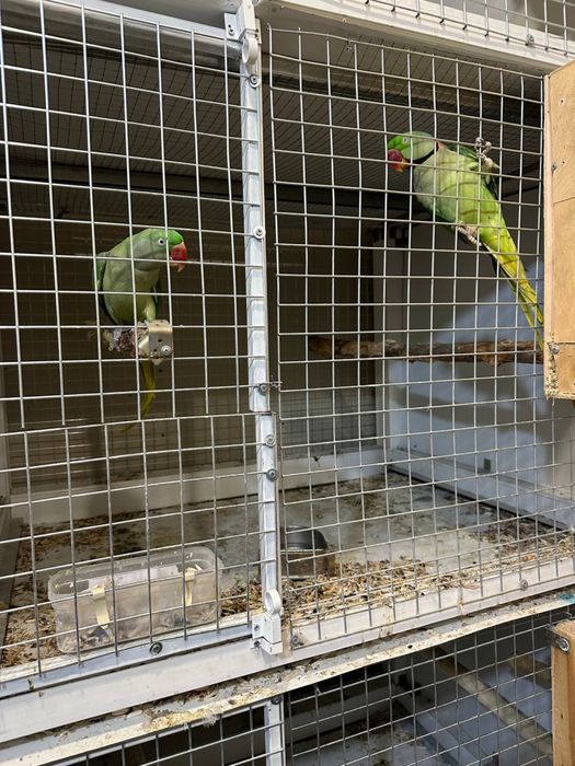 Продаются рабочие пары Александийских папугаев