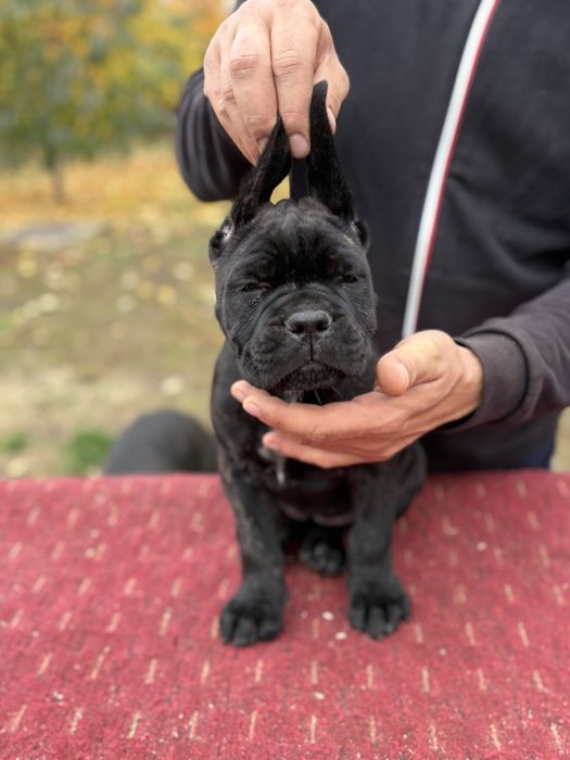 Pui de rasa-linii campioni:BRUNO x GRETA Red Dogs Champions