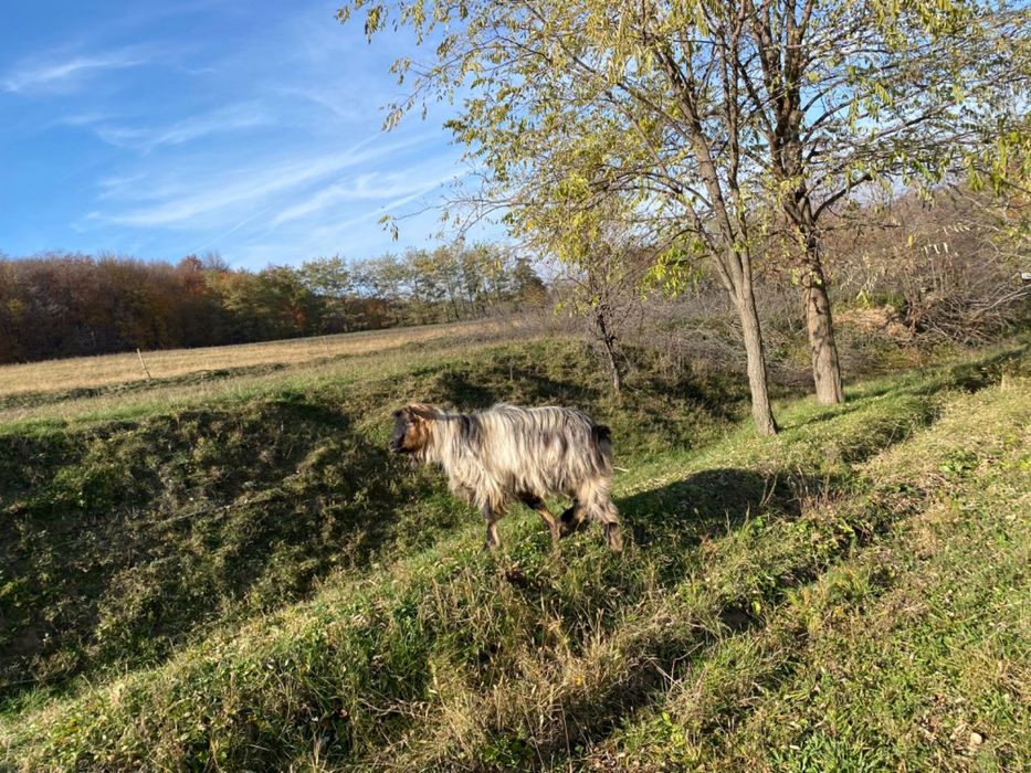 Capre, țap și ieduțe