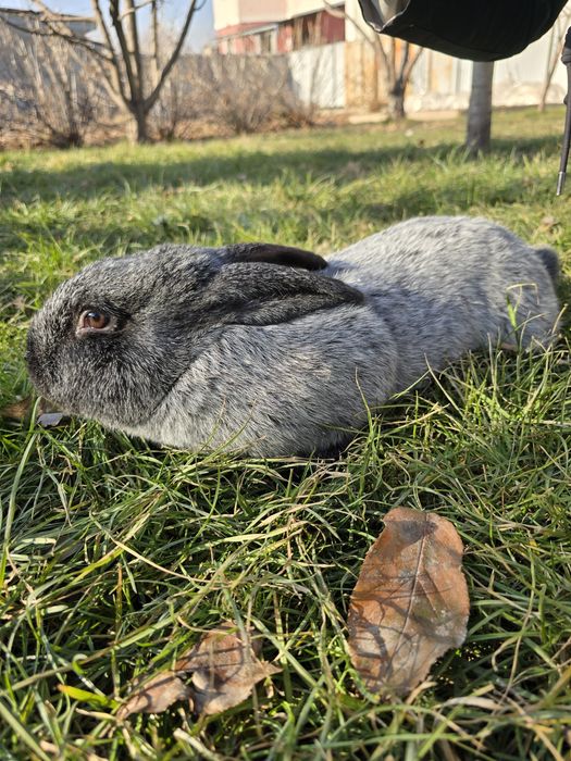 Продаю породистых кроликов - полтавское серебро